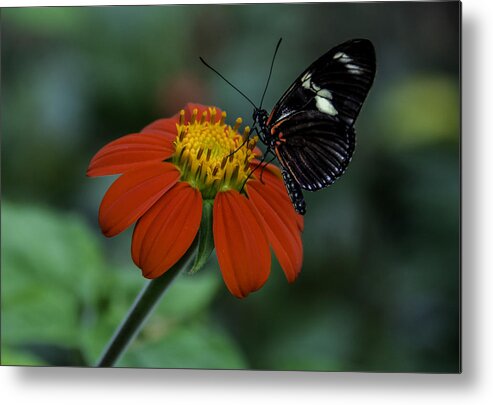 Black Metal Print featuring the photograph Black Butterfly on Orange Flower by WAZgriffin Digital