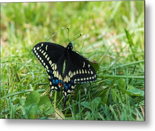 Black Swallowtail Butterfly Metal Print featuring the photograph Black Swallowtail Butterfly by Holden The Moment