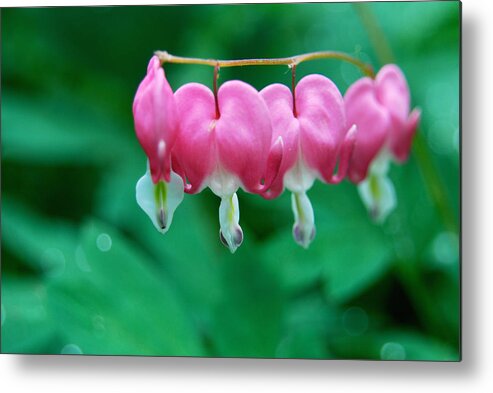 Bleeding Hearts Metal Print featuring the photograph Bleeding Hearts by Gregory Blank