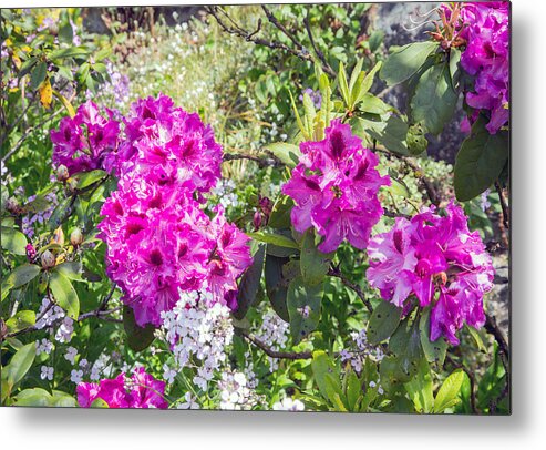 Nature Metal Print featuring the photograph Blooming Azalea's by Allan Levin