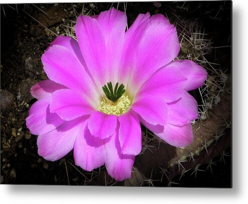 Flowers Metal Print featuring the photograph Blooming Pink by Elaine Malott
