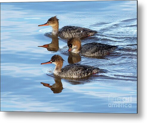 Merganser Metal Print featuring the photograph Blowing Bubbles by Art Cole