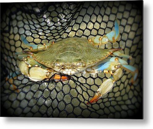Blue Crab Metal Print featuring the photograph Blue Crab by Kelly Nowak