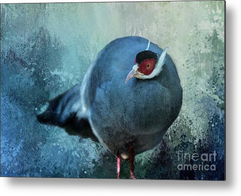 Pheasant Metal Print featuring the photograph Blue-Eared Pheasant by Eva Lechner