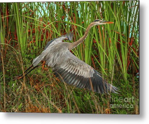 Bird Metal Print featuring the photograph Blue Heron Take-Off by Tom Claud