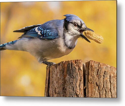 Blue Jay Metal Print featuring the photograph Blue Jay juggling a peanut by Jim Hughes