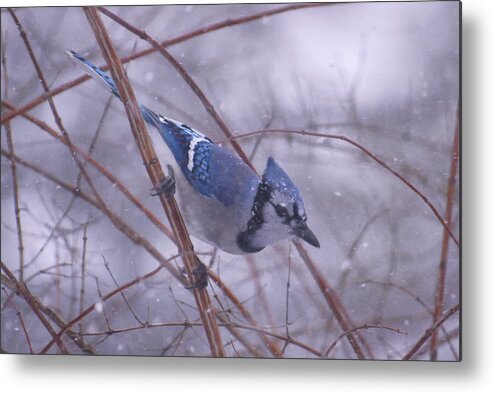 Birds Metal Print featuring the photograph Blue Jay Way by Ross Powell