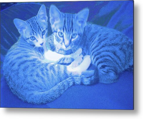  Metal Print featuring the photograph Blue Kittens by Steve Fields