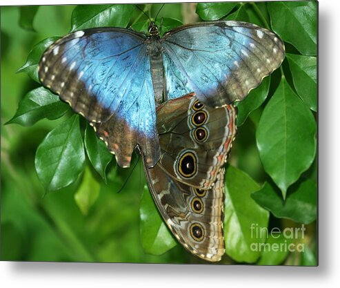 Blue Metal Print featuring the photograph Blue Morpho Butterflies by Sabrina L Ryan