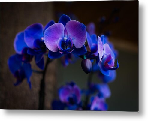 Orchid Metal Print featuring the photograph Blue Orchid by Kathleen Scanlan