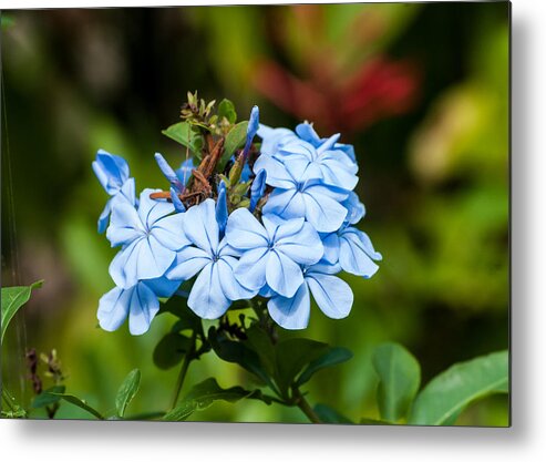 Blue Metal Print featuring the photograph Blue Peddles by Tom Potter