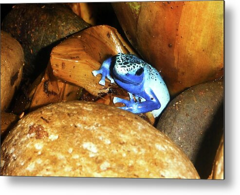 Poison Dart Frog Metal Print featuring the photograph Blue Poison Dart Frog by Anthony Jones