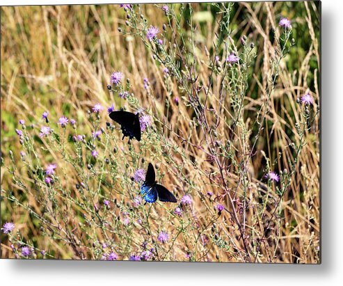 Butterfly Metal Print featuring the photograph Blue Ridge Butterflies 3 by Matt Sexton