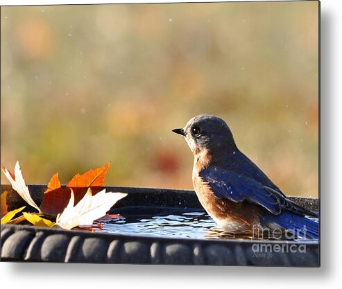 Nature Metal Print featuring the photograph Bluebird Beauty in the Bath by Nava Thompson