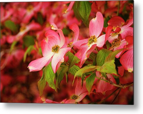 Astoria Metal Print featuring the photograph Blushing Dogwood by Cate Franklyn