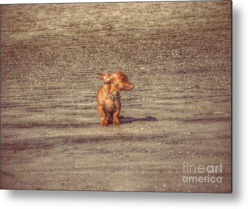 Dachshund Metal Print featuring the photograph Bob The Boss by Leah McPhail