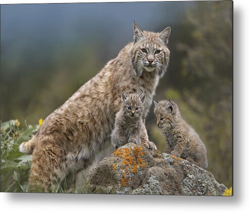 00177004 Metal Print featuring the photograph Bobcat Mother And Kittens North America by Tim Fitzharris