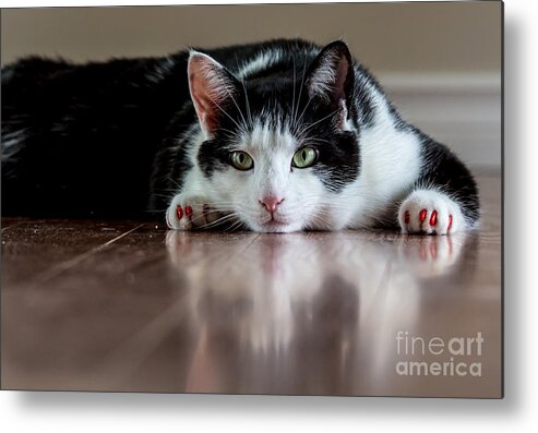 Black Metal Print featuring the photograph Bored Kitty by Cheryl Baxter