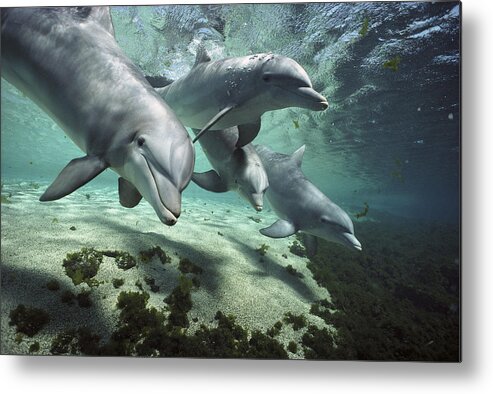 00082400 Metal Print featuring the photograph Four Bottlenose Dolphins Hawaii by Flip Nicklin