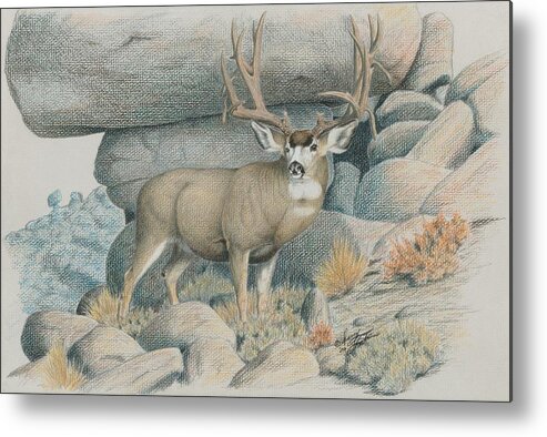 Mule Deer Metal Print featuring the drawing Boulder Buck by Darcy Tate