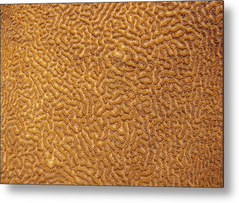 Texture Metal Print featuring the photograph Brain Coral 47 by Michael Fryd