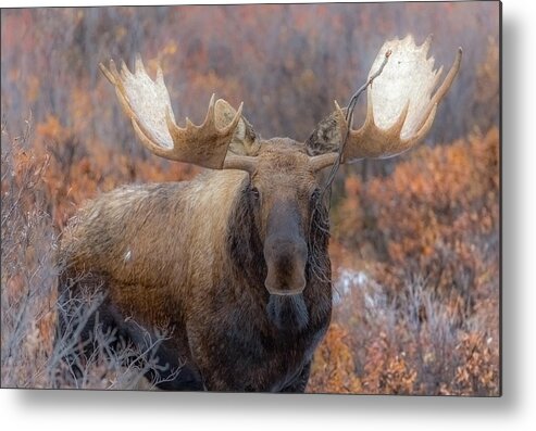 Alaska Metal Print featuring the photograph Branch Breaker by Kevin Dietrich