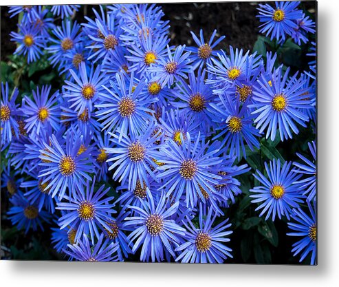 Floral Metal Print featuring the photograph Bright Blue by Tom Potter