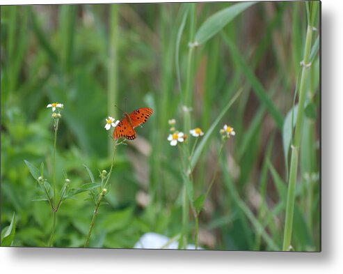 Butterfly Metal Print featuring the photograph Broken Wing by Rob Hans