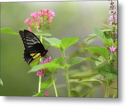 Butterflies Metal Print featuring the photograph Brookside by Gregory Blank