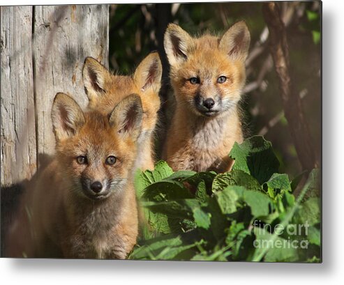 Adorable Metal Print featuring the photograph Brothers by Mircea Costina Photography