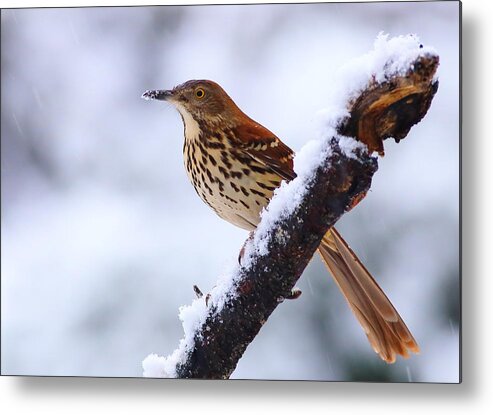 Brown Thrasher Metal Print featuring the photograph Brown Thrasher In Snow by Daniel Reed