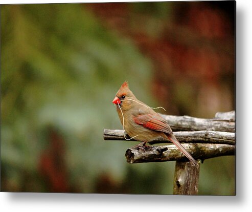 Northern Red Cardinal Metal Print featuring the photograph Building A Home by Debbie Oppermann