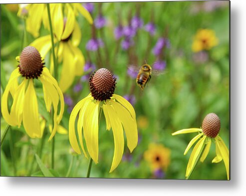 Flowers Metal Print featuring the photograph Bumble Bee Heaven by Janice Adomeit