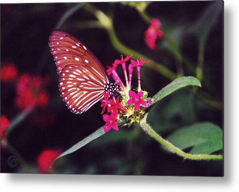 Floral Animal Wildlife Insect Metal Print featuring the photograph Butterfly 2 by Helena M Langley