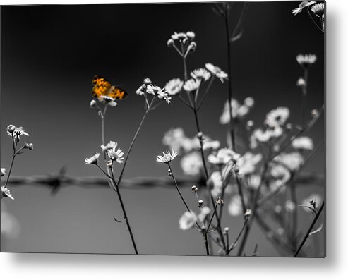Butterfly Metal Print featuring the photograph Butterfly and Barb Wire by Holden The Moment