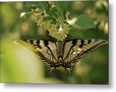 Butterfly Metal Print featuring the photograph Butterfly from Another Side by Sue Capuano