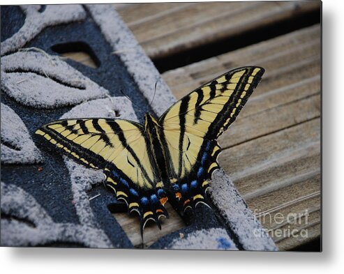 Butterfly Metal Print featuring the photograph Butterfly by Jim Goodman