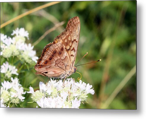 White Metal Print featuring the photograph Butterfly on White Flowers by Ellen Tully