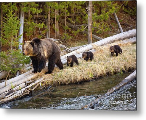 Grizzly Bears Metal Print featuring the photograph By The River by Aaron Whittemore