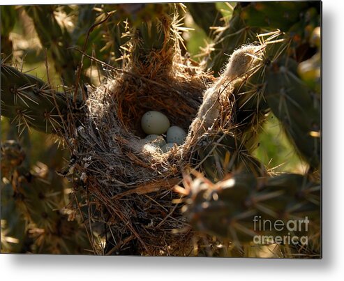 Cactus Metal Print featuring the photograph Cactus Nest by David Lee Thompson