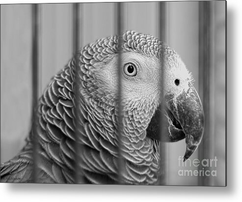 Parrot Metal Print featuring the photograph Call My Lawyer by Barbara McMahon