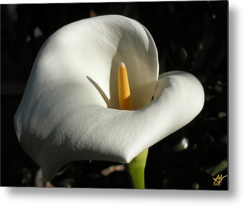 Flowers Metal Print featuring the photograph Calla Lily-Santa Monica - 2005 by Ann Tracy