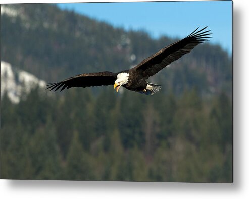 Eagle Metal Print featuring the photograph Can You Hear Me Now? by Shari Sommerfeld