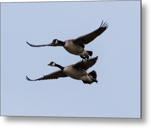 Canada Geese Metal Print featuring the photograph Canada Geese in Flight by Holden The Moment