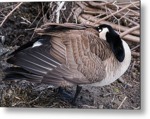 Heron Heaven Metal Print featuring the photograph Canada Goose Asleep by Ed Peterson