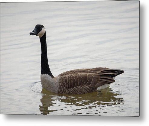 Goose Metal Print featuring the photograph Canadian Goose by Holden The Moment