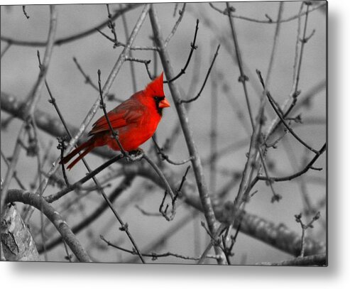 Bird Metal Print featuring the photograph Cardinal colorized by David Dunham