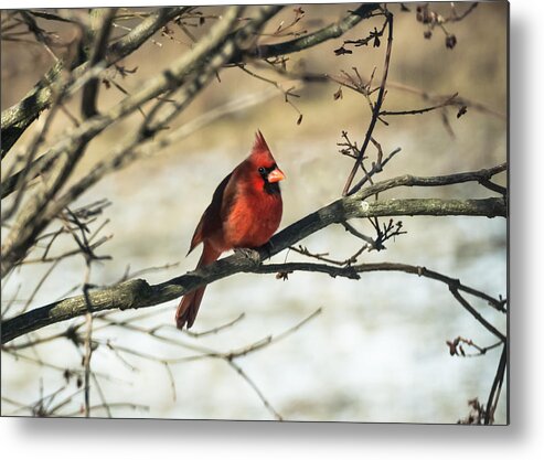 Jan Holden Metal Print featuring the photograph Cardinal  by Holden The Moment