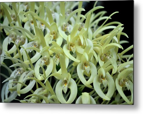 Orchids Metal Print featuring the photograph Cascade of Orchids by Amanda Vouglas