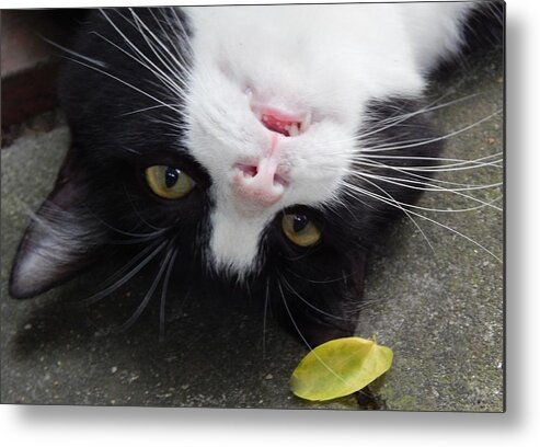 Cat Metal Print featuring the photograph Cat Playing Cat by Jan Gelders